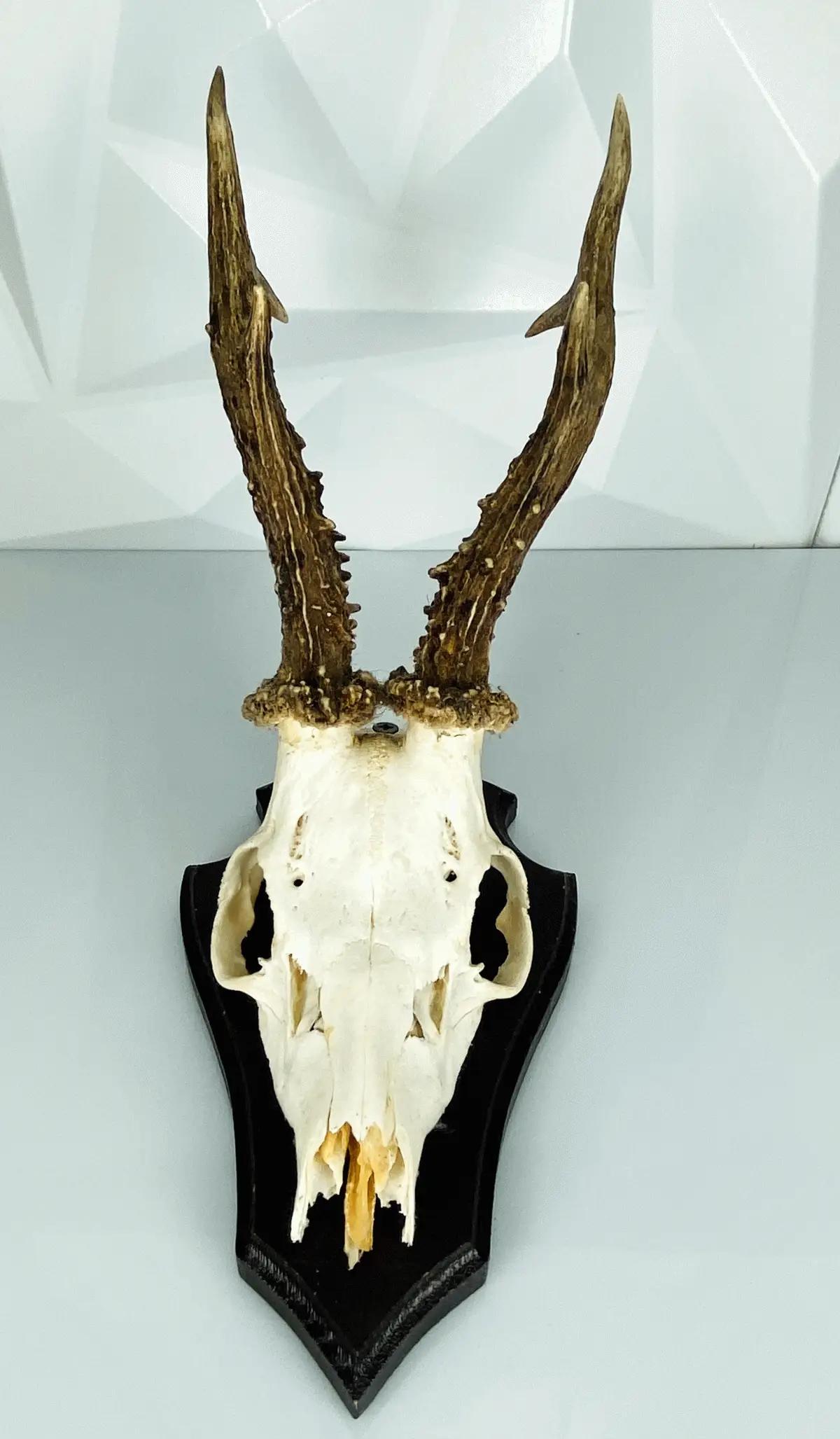 Geweih-Trophäe auf Holzbrett - Vintage Jagdfund aus Deutschland