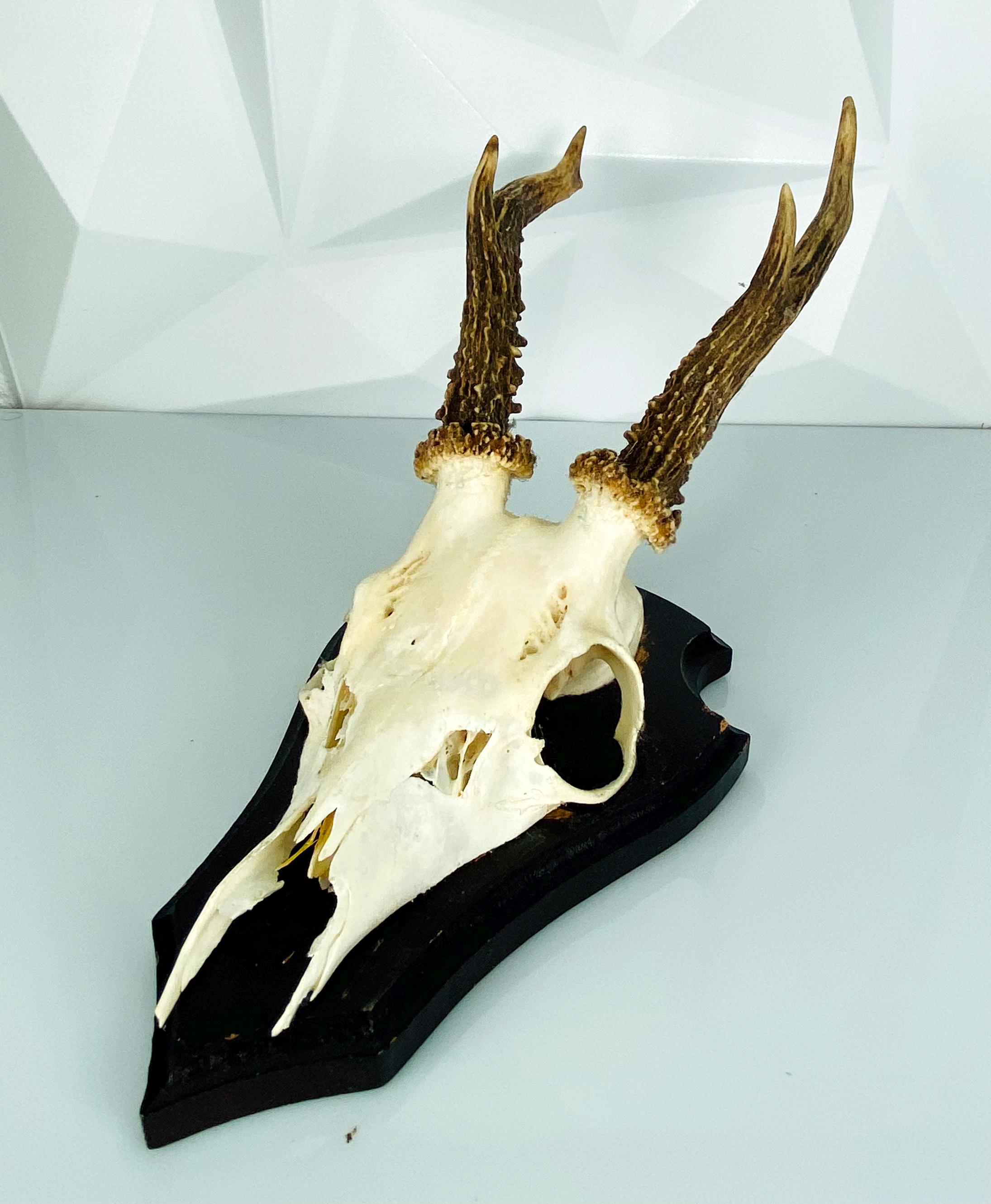 Gehörn-Trophäe auf Holzbrett - Vintage Jagddeko aus Deutschland