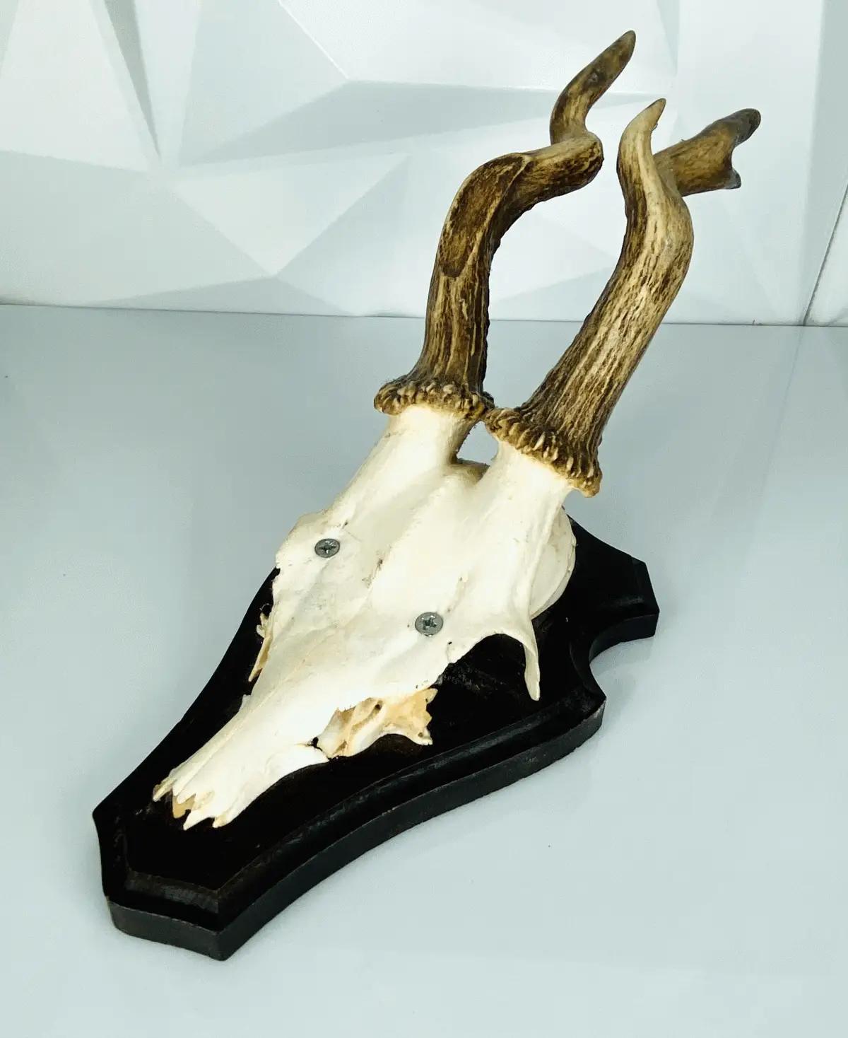 Rehgeweih auf Trophäenbrett - Original Jagdtrophäe aus Deutschland